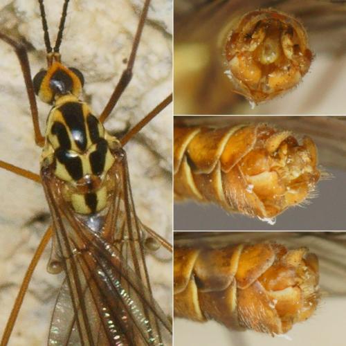 Nephrotoma submaculosa